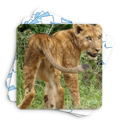 Memory Spécial Lions